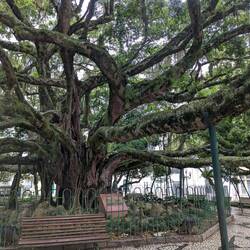 Riesen Feigenbaum im Stadtzentrum