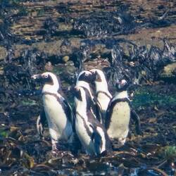 Afrikanischer Pinguin alias Brillenpinguin oder Eselpinguin