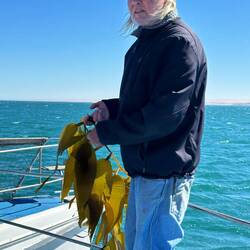 Horst zeigt uns den schnell wachsenden (und ganz gut schmeckenden) Seetang