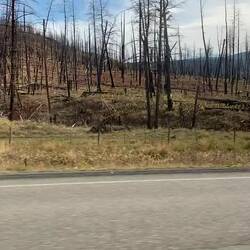 Verbrannte Wälder soweit das Auge reicht – Natur zwischen Zerstörung und Neuanfang.
