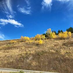 Goldene Bäume im Kontrast zum blauen Himmel – Kanadas Herbstpracht.