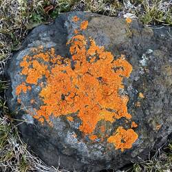 Farbtupfer der Natur – orange Flechte auf Stein am Big Lake.