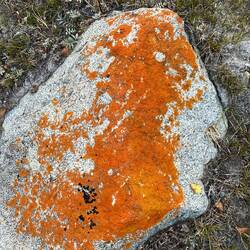 Ein weiterer Farbtupfer.