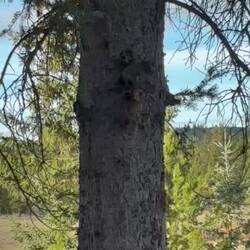 Ein Hudson’s Red Squirrel - keine Seltenheit.