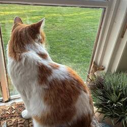 Lily schaut aufmerksam aus dem Fenster.