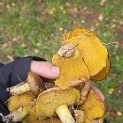 Für eine Mahlzeit reichen die Pilze.