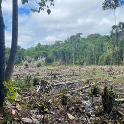 Ein Feld für Reis- und Gemüseanbau