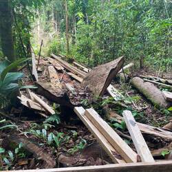 Bretter und Balken werden gleich nach dem Fällen zugesägt