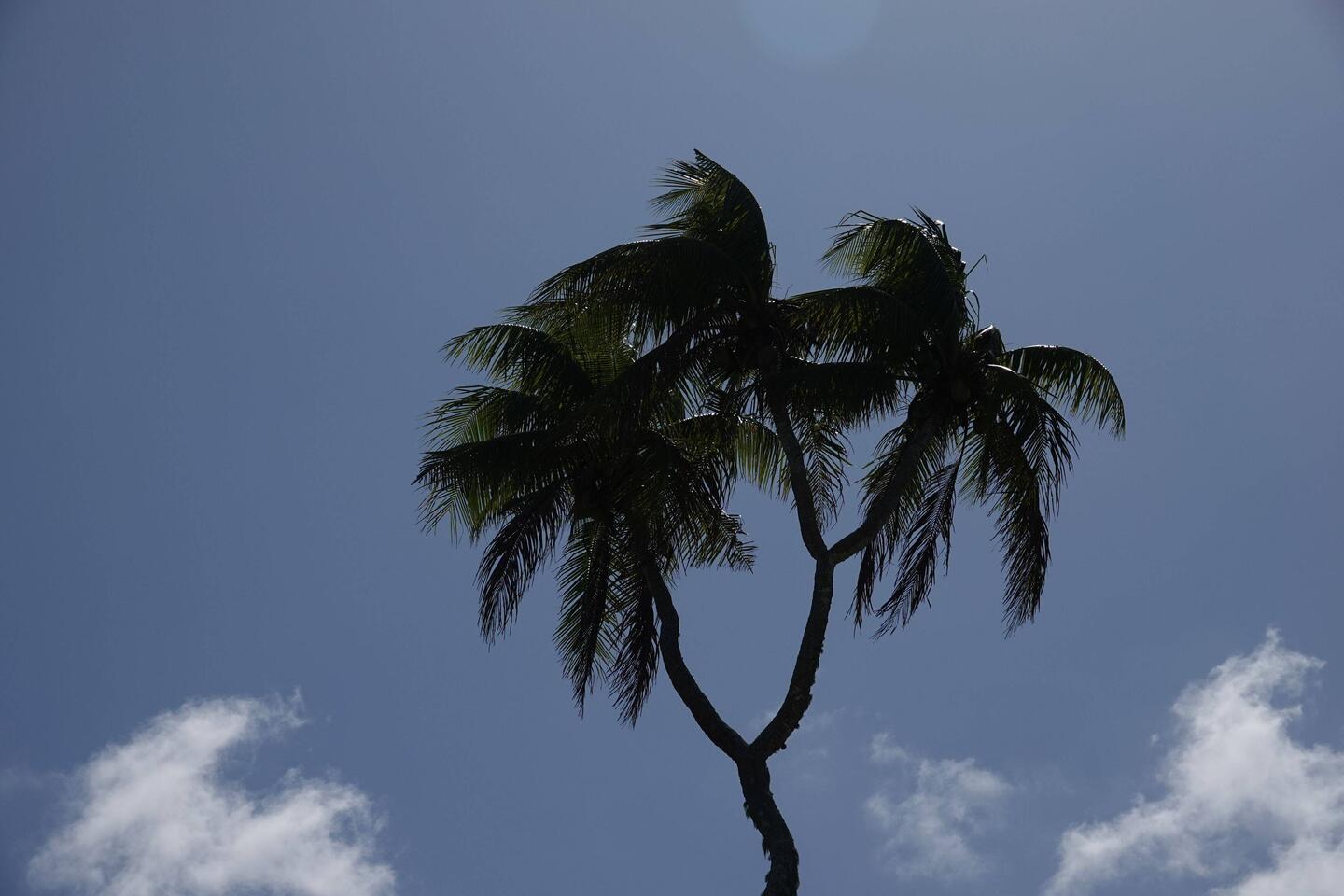 3 headed Coconuttree