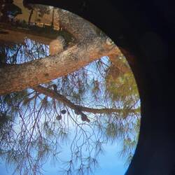 Turmfalke, der vor unseren Augen eine Maus fing