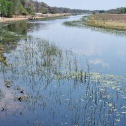 The view from the bar. This is the Thamalakane River. When we arrived it was a series of pools.