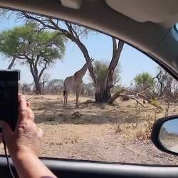 Yes another displeased giraffe. They shouldn't hide behind bushes!