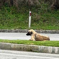 Der Straßenwächter