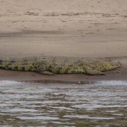 Krokodil am Mara River