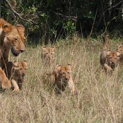 Löwin mit 5 Jungen