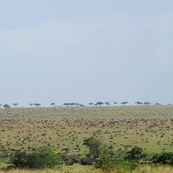 Gnus und Zebras in der Serengeti