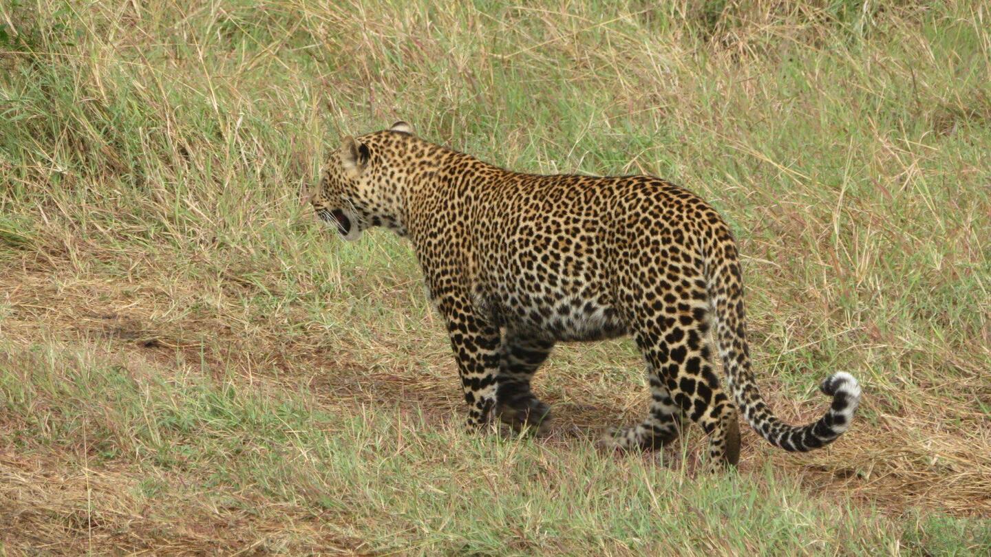 Leopard wenige Meter vor uns