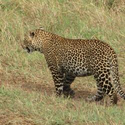 Leopard wenige Meter vor uns