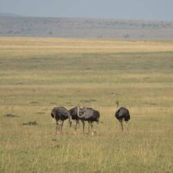 Strauße in Maasai Mara