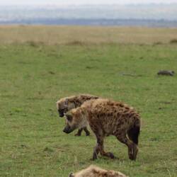 Hyänen