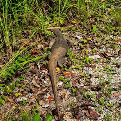 Tierische Inselbewohner