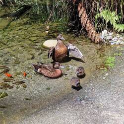 Familie Ente hat ebenfalls Zwillinge zum behüten ☺️