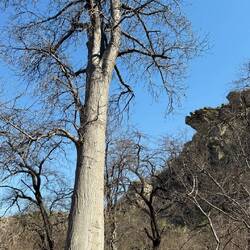 Baobab (300 Hahre alt)