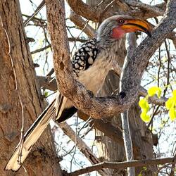 Grautoko (African Hornbill)