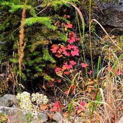 I love how red the maple leaves get