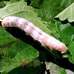 A silkworm -- we saw him at a silk store shopping stop on our way to the airport.