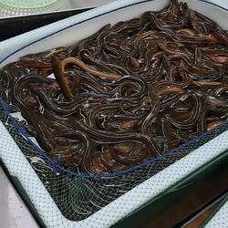 All possible options for a meal.