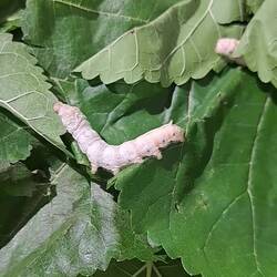 Not the speediest of critters.