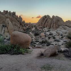 Joshua Tree NP