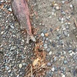 Ein stilles Ufer – der Strand übersät mit den Spuren des Lebenszyklus der Lachse.