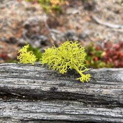 Zartes Leben auf totem Holz – ein leuchtendes Flechtenpolster im kargen Gelände.
