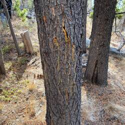 Frische Kratzspuren – vielleicht vom Bären hinterlassen.