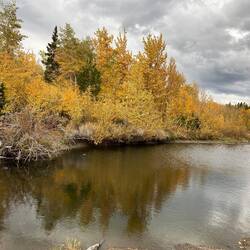 Goldene Bäume am Rand eines Nebenarms – der Herbst malt mit vollen Pinseln.