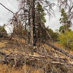 Spuren vergangener Feuer – verkohlte Stämme als stumme Zeugen der Naturgewalt.