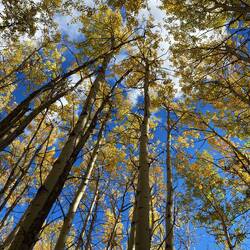 Goldene Espen im Herbstlicht – auf dem Weg zum See.