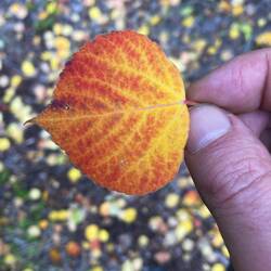 Die Essenz des Tages in der Hand – goldenes Licht, festgehalten im Blatt.