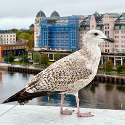 Silbermöwe im Jugendkleid