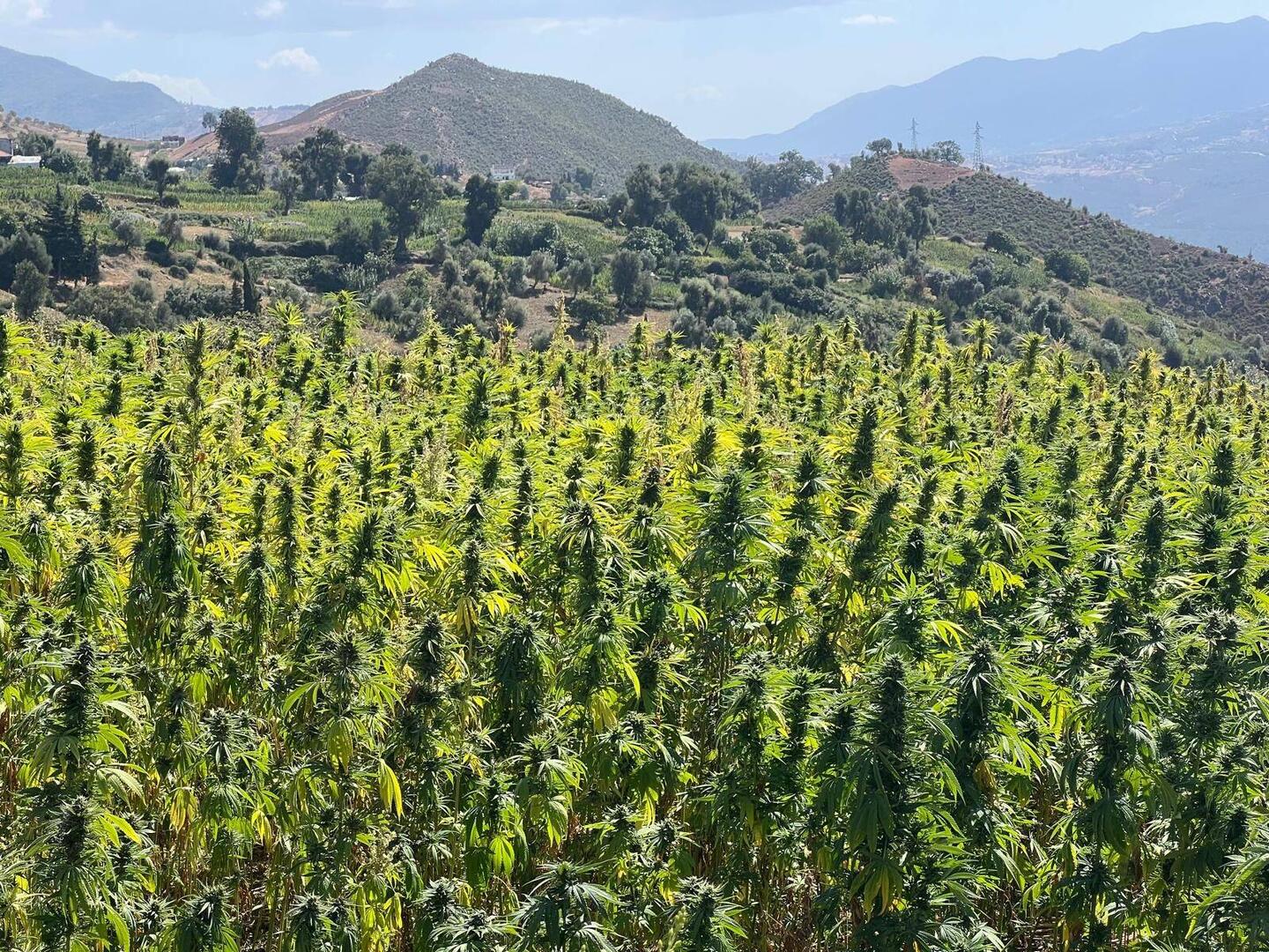 Weed plantations everywhere