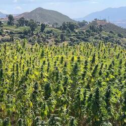 Weed plantations everywhere