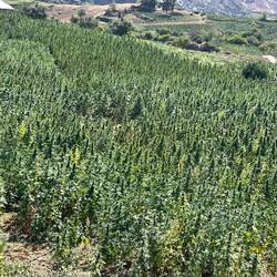 Everywhere the sweet smell of weed! We are becomming addicted