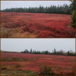 Wild Blueberry Fields