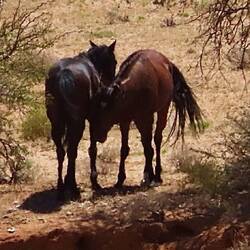 Wildpferde haben sich an die Bedingungen in der Wüste angepasst, sie werden nur noch ca. 1.40 groß