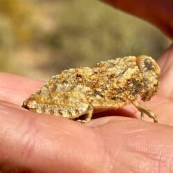 Vielleicht eine Hornschrecke