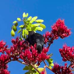 Die Glanzstare freuen sich über den Nektar