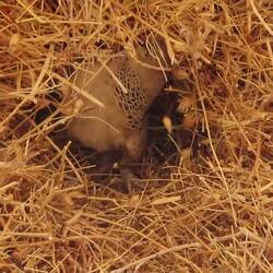 Manche sind am Bauen