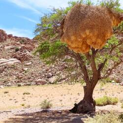 Siedelwebernest im Kameldornbaum